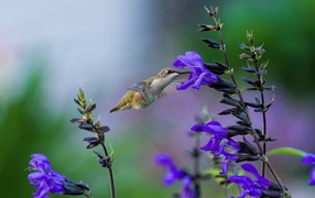 Птица колибри у фиолетового цветка