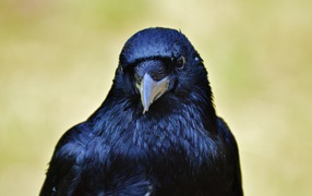 Черный ворон крупным планом