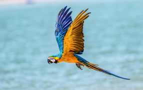 Попугай голубо-желтый ара летит над водой