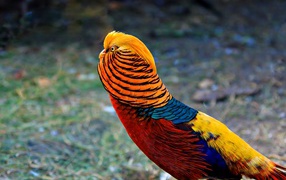 Яркий красивый золотой фазан