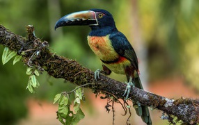 Ошейниковый арасари с длинным клювом на ветке