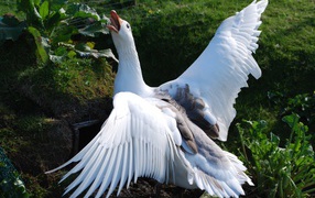 Злой белый домашний гусь