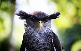 Забавная сова крупным планом