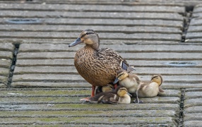 Серая утка с маленькими утятами