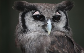 Большой филин крупным планом