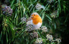 Маленькая птичка зарянка сидит на ветке