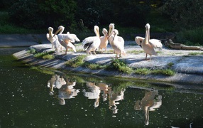 Много пеликанов на берегу водоема