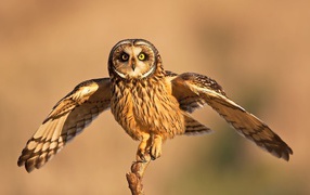 Сова взлетает с ветки 