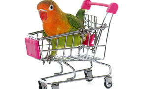 Попугай в маленькой тележке на белом фоне