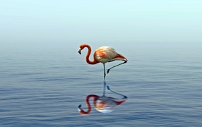 Розовый фламинго стоит на одной ноге в воде 