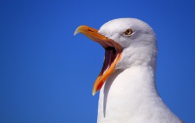 Чайка с открытым клювом на голубом фоне