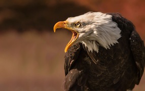 Грозный белоголовый орел с открытым клювом 