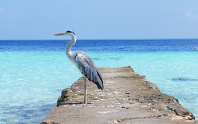 Цапля стоит на каменном мосту на фоне моря