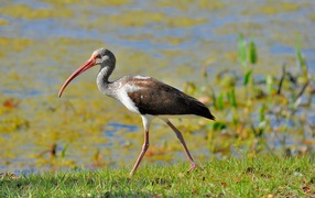 Ибис идет по зеленой траве у водоема