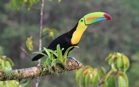 Тукан с длинным клювом сидит на ветке