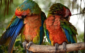 Два больших попугая сидят на ветке 