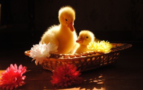 Два желтых маленьких утенка сидят в корзинке