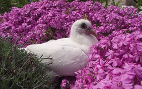 Белый голубь сидит в розовых цветах гвоздики