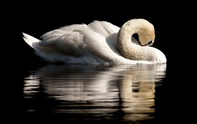 Белый лебедь спрятал клюв в перья на черном фоне