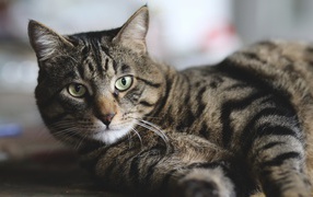 Красивый серый кот лежит на полу