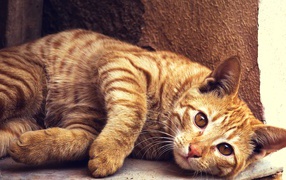 Красивый рыжий кот лежит у стены 