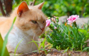 Красивый рыжий кот сидит на фоне цветов