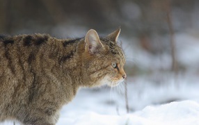 Большой серый кот идет по белому снегу