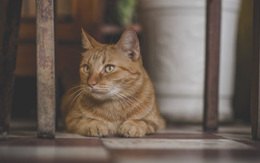 Большой рыжий кот лежит под стулом