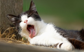 Черно белый зевающий кот лежит на земле