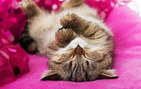 Милый серый котенок спит на розовом покрывале