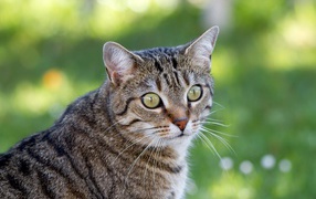 Взгляд серого зеленоглазого кота с длинными усами