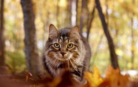 Зеленоглазый серый кот стоит на желтой листве в лесу