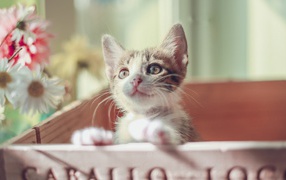 Маленький милый котенок в ящике 