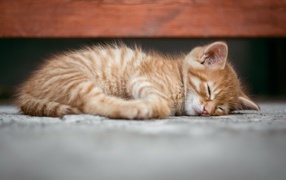Маленький рыжий котенок спит на земле