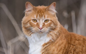 Взгляд красивого рыжего с белым кота 