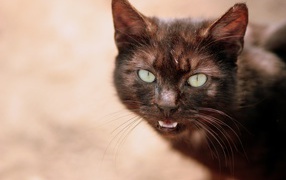 Мяукающий черный кот