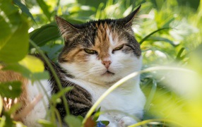 Сонный кот лежит в зеленой листве