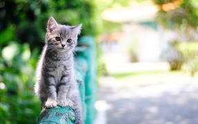 Маленький серый котенок сидит на перилах