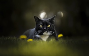 Красивый черно-белый кот сидит в траве