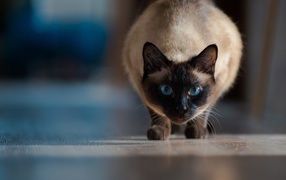 Красивый голубоглазый сиамский кот охотится 