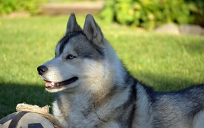Красивый голубоглазый хаски лежит на зеленой траве