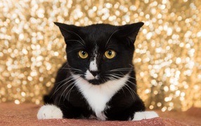 Красивый испуганный черно белый кот 