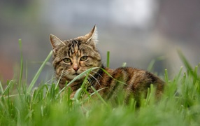 Красивый серый кот в зеленой траве