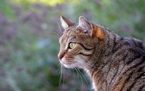 Красивый серый зеленоглазый кот