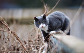Красивый серый с белым кот сидит на заборе 