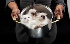 Красивые породистые котята в кастрюле