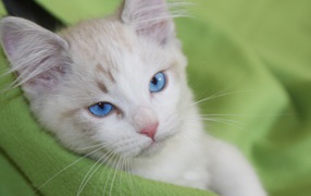 Красивый взгляд голубоглазой кошки