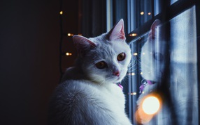 Красивый белый кот сидит у окна с гирляндой