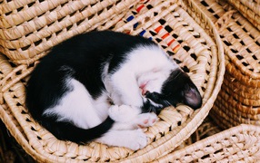 Черно-белый котенок спит в корзине