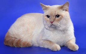 Британская кошка кремовый-пойнт окрас